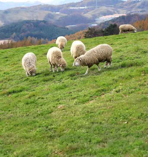 pecore-collina